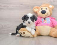 7 week old Aussiechon Puppy For Sale - Simply Southern Pups
