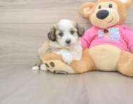 6 week old Aussiechon Puppy For Sale - Simply Southern Pups