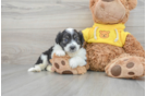 Petite Aussiechon Designer Pup