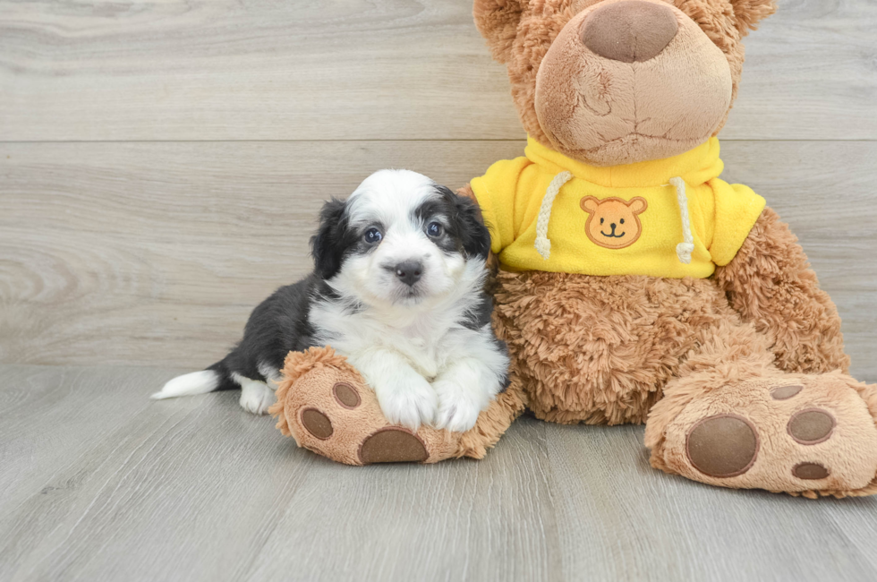 8 week old Aussiechon Puppy For Sale - Simply Southern Pups