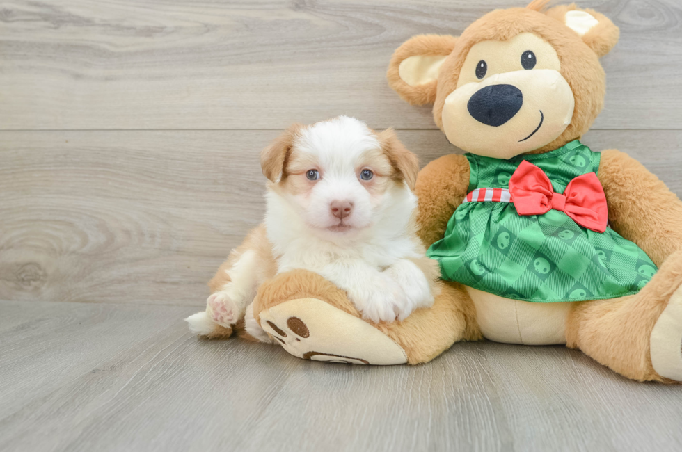 6 week old Aussiechon Puppy For Sale - Simply Southern Pups