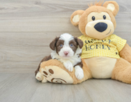 6 week old Aussiechon Puppy For Sale - Simply Southern Pups