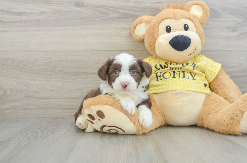 5 week old Aussiechon Puppy For Sale - Simply Southern Pups