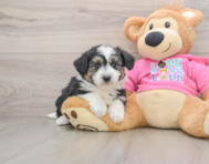 7 week old Aussiechon Puppy For Sale - Simply Southern Pups