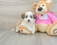 6 week old Aussiechon Puppy For Sale - Simply Southern Pups