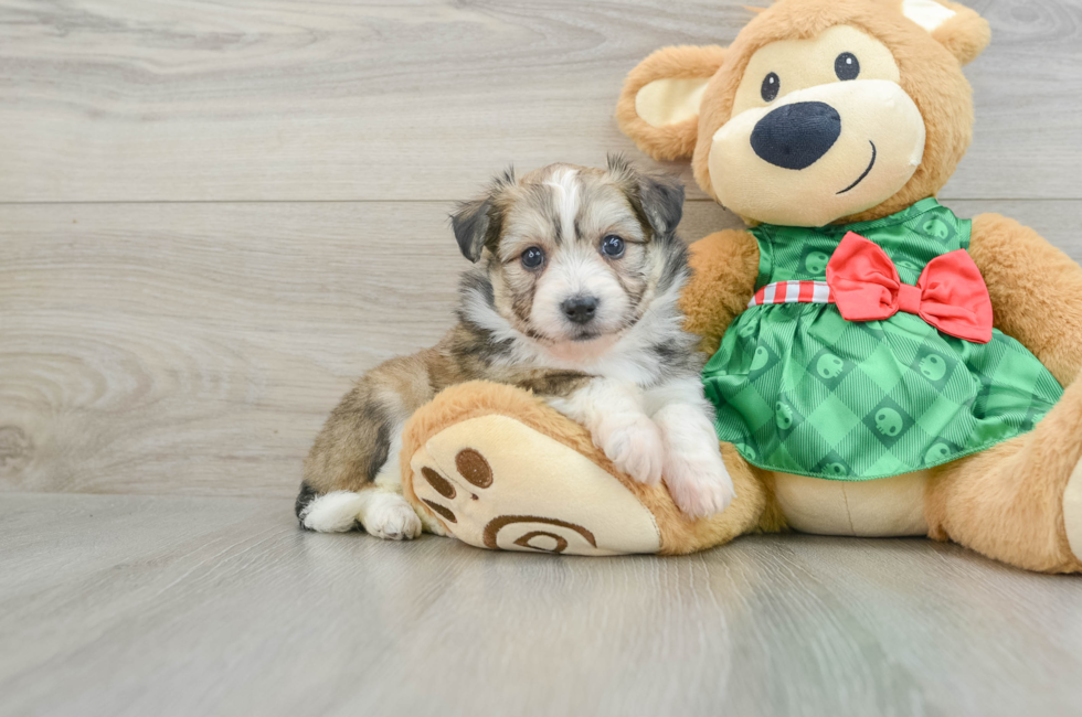 6 week old Aussiechon Puppy For Sale - Simply Southern Pups