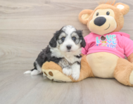 7 week old Aussiechon Puppy For Sale - Simply Southern Pups