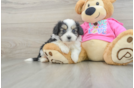 Aussiechon Puppy for Adoption