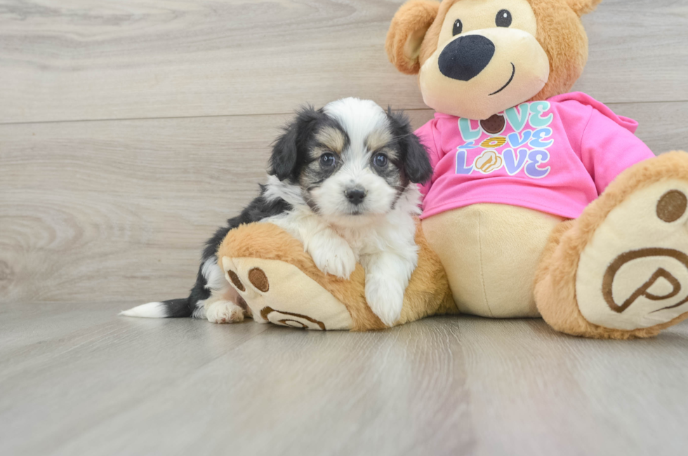 6 week old Aussiechon Puppy For Sale - Simply Southern Pups