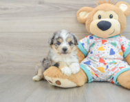 8 week old Aussiechon Puppy For Sale - Simply Southern Pups