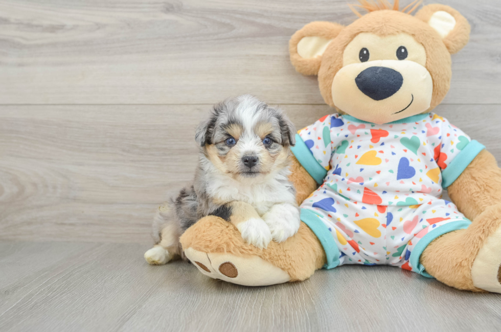 6 week old Aussiechon Puppy For Sale - Simply Southern Pups