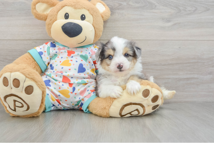 Adorable Aussie Bichon Designer Puppy