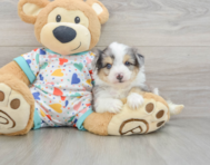 8 week old Aussiechon Puppy For Sale - Simply Southern Pups