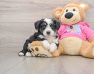 5 week old Aussiechon Puppy For Sale - Simply Southern Pups