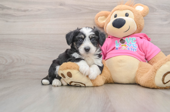 Sweet Aussiechon Baby