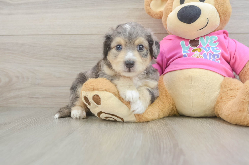 5 week old Aussiechon Puppy For Sale - Simply Southern Pups