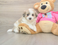 5 week old Aussiechon Puppy For Sale - Simply Southern Pups