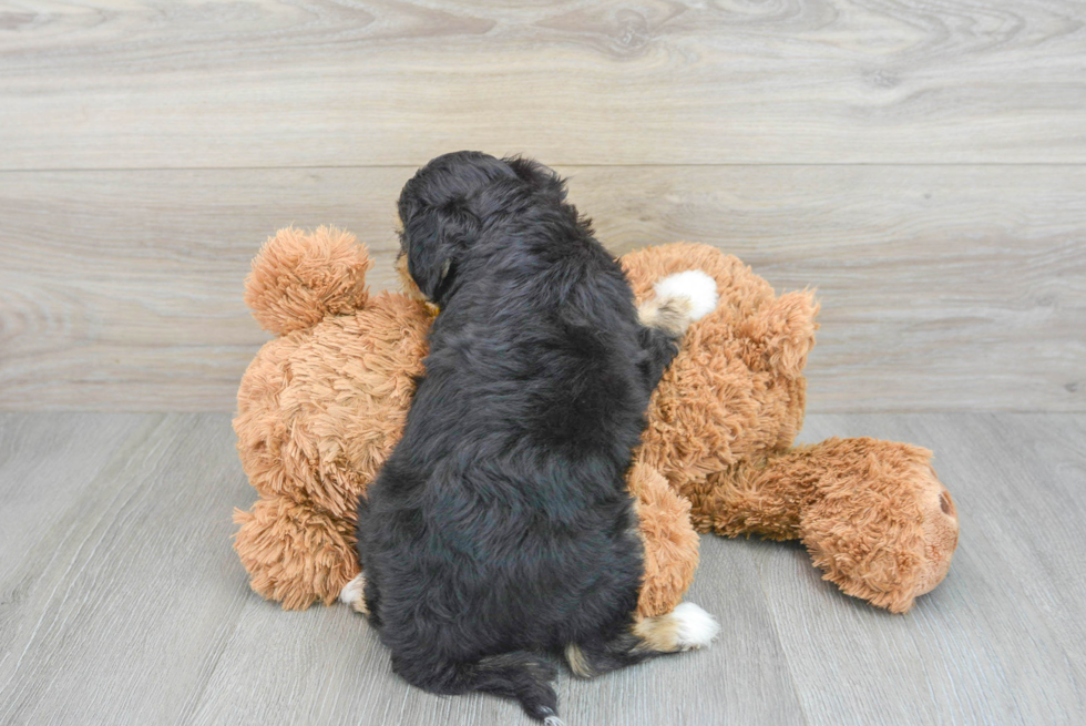 Little Australian Designer Puppy