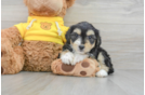 Adorable Australian Designer Puppy