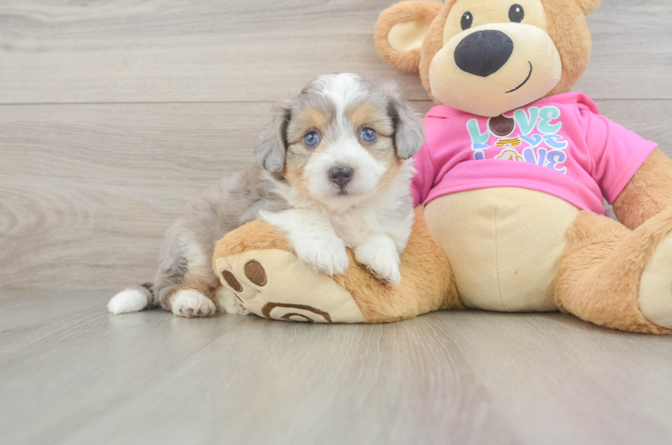 5 week old Aussiechon Puppy For Sale - Simply Southern Pups
