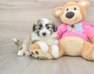 5 week old Aussiechon Puppy For Sale - Simply Southern Pups