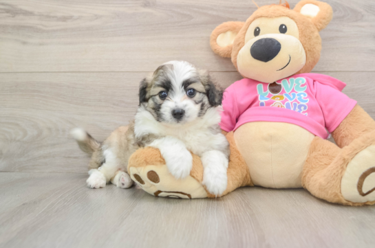 Aussiechon Pup Being Cute