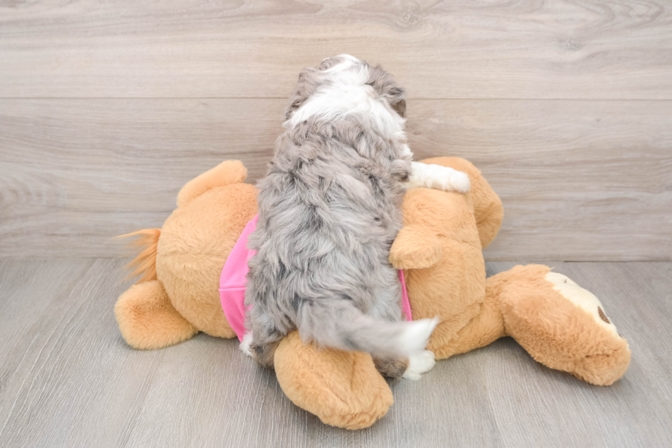 Best Aussiechon Baby