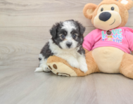 6 week old Aussiechon Puppy For Sale - Simply Southern Pups