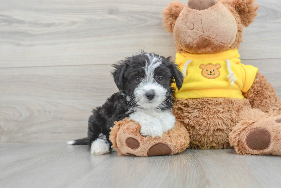 Funny Aussiechon Designer Pup