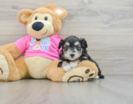 7 week old Aussiechon Puppy For Sale - Simply Southern Pups