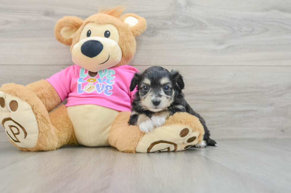 6 week old Aussiechon Puppy For Sale - Simply Southern Pups