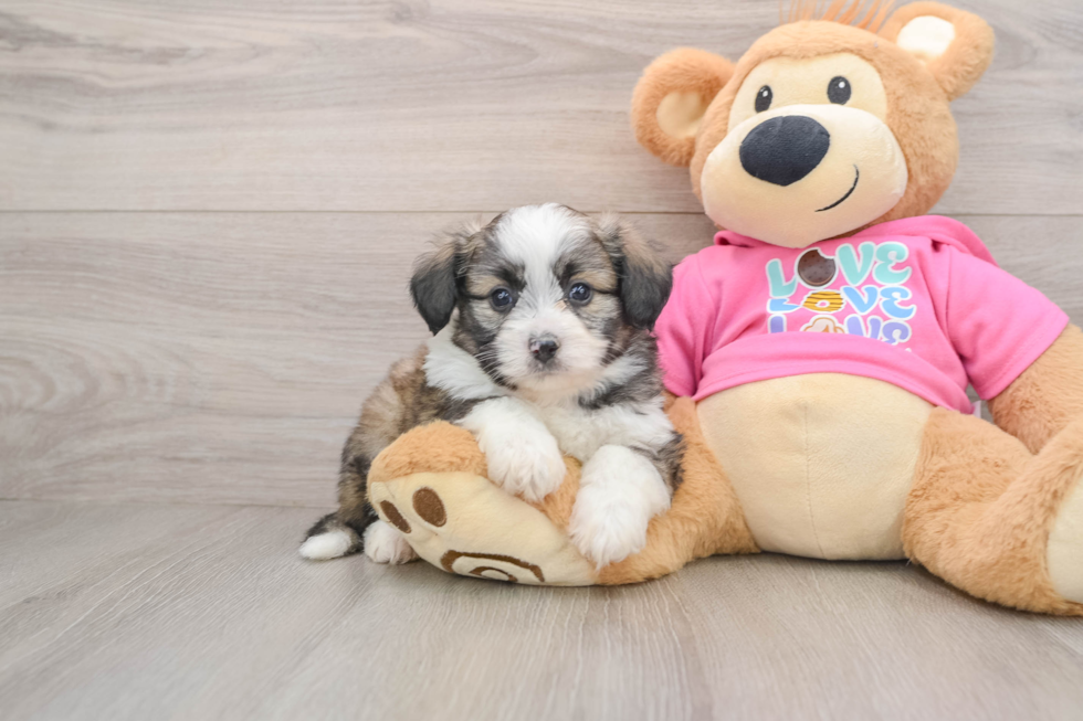 Aussiechon Puppy for Adoption