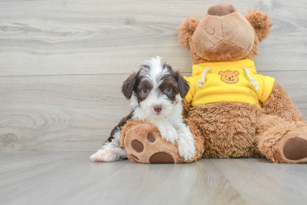 Little Australian Designer Puppy