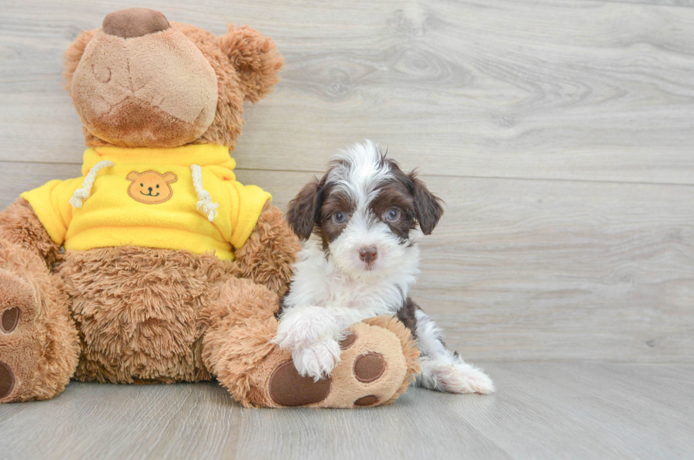 9 week old Aussiechon Puppy For Sale - Simply Southern Pups