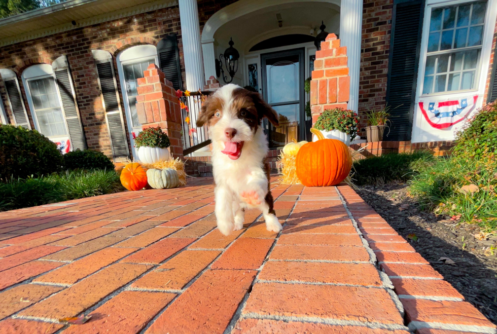 Aussiechon Pup Being Cute