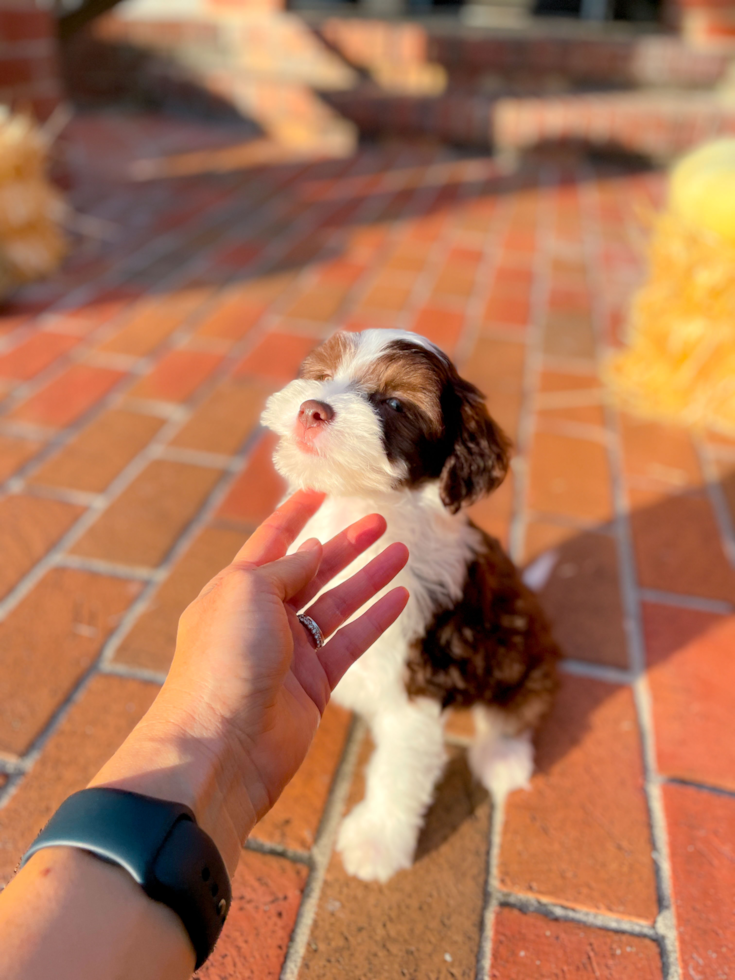 Cute Aussiechon Designer Pup