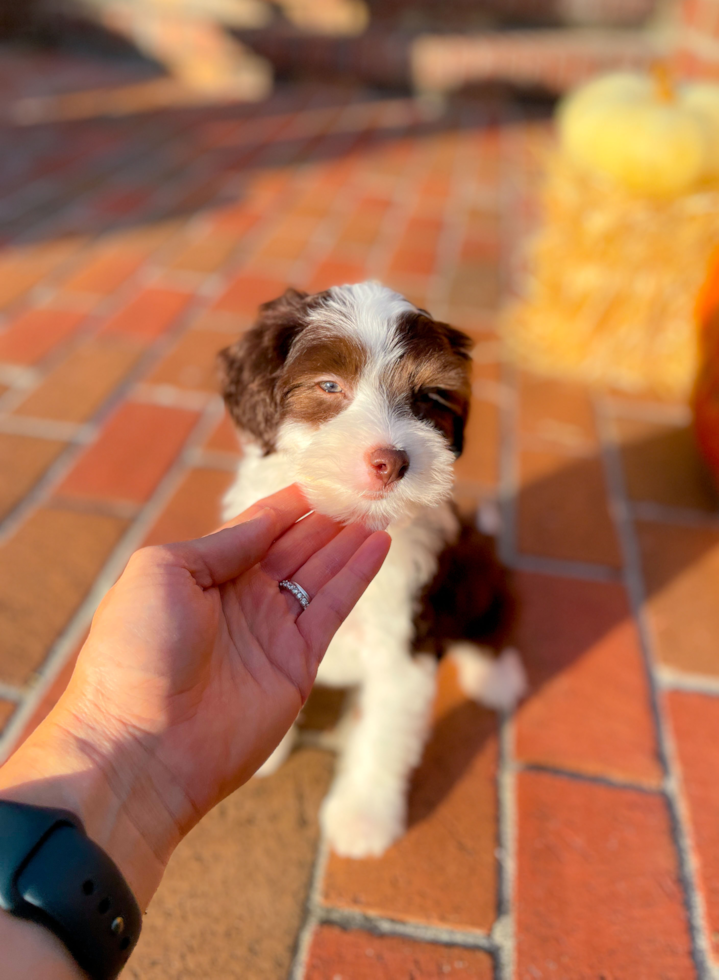 Cute Aussiechon Baby