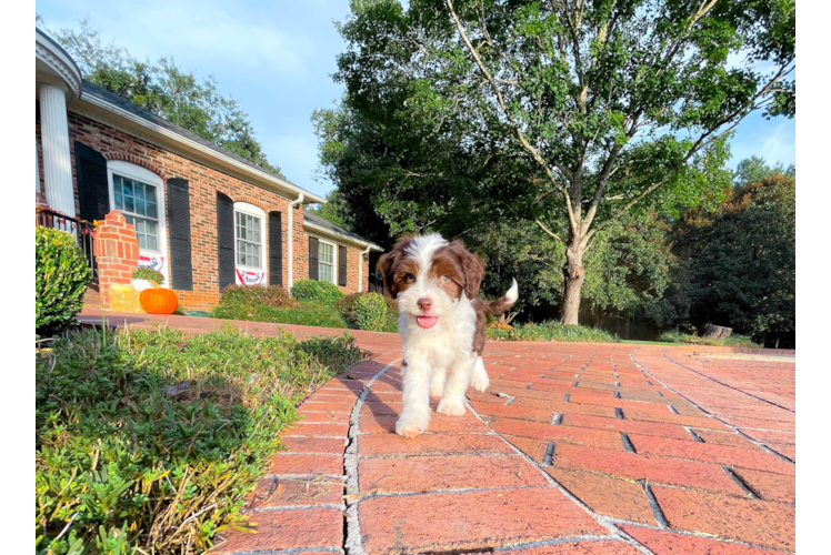 Aussiechon Pup Being Cute