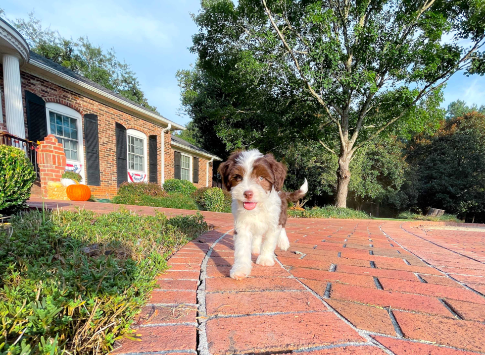 Aussiechon Pup Being Cute