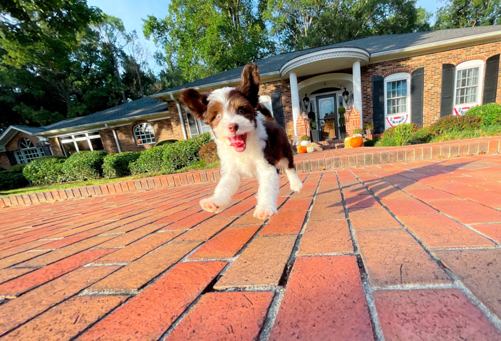 Aussiechon Pup Being Cute