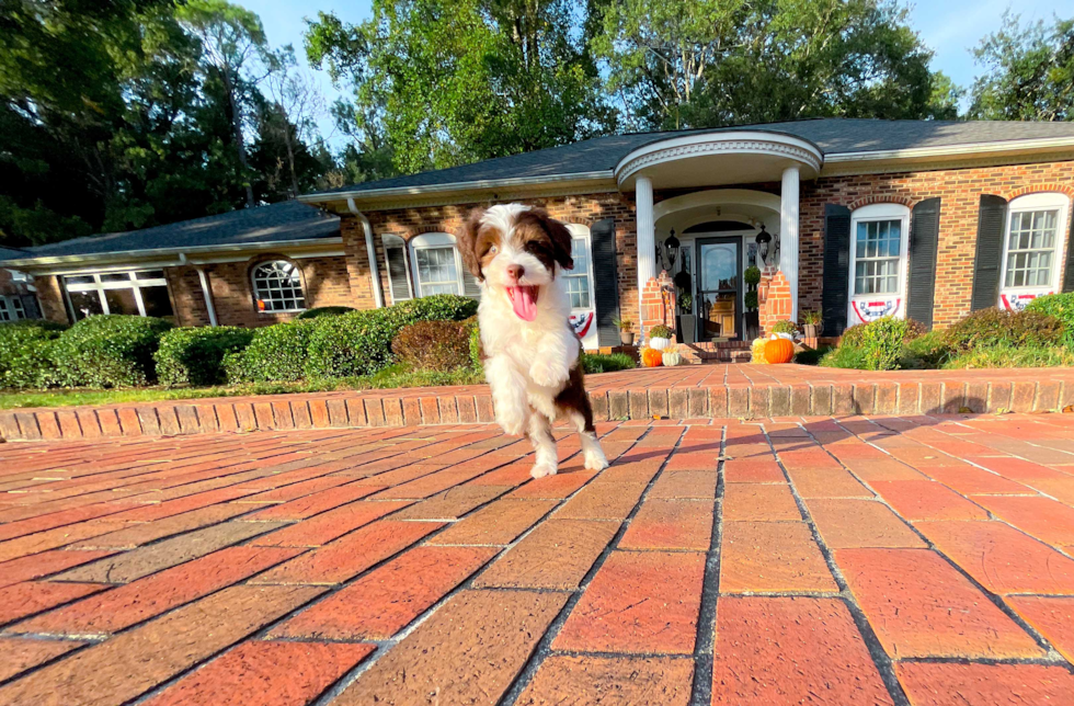 Cute Aussiechon Designer Pup