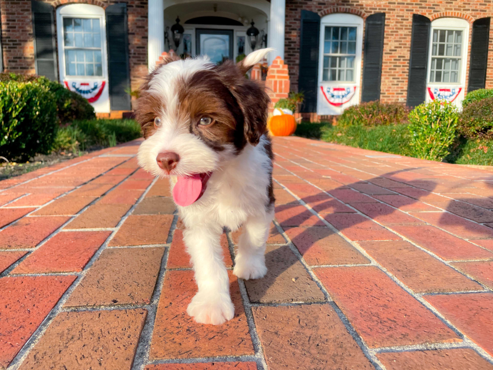 Cute Aussiechon Designer Pup