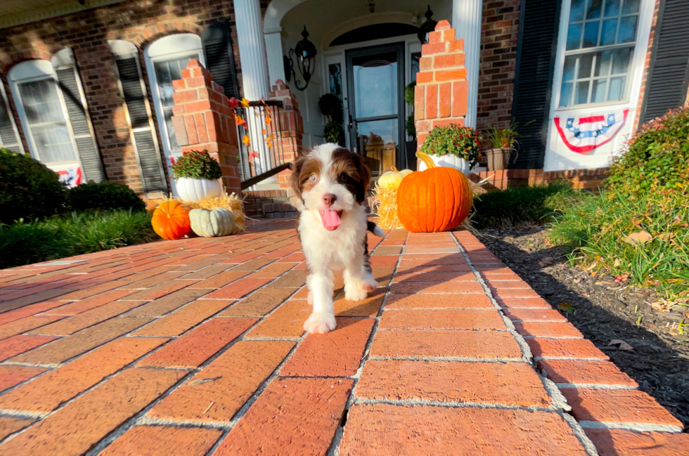 Aussiechon Puppy for Adoption