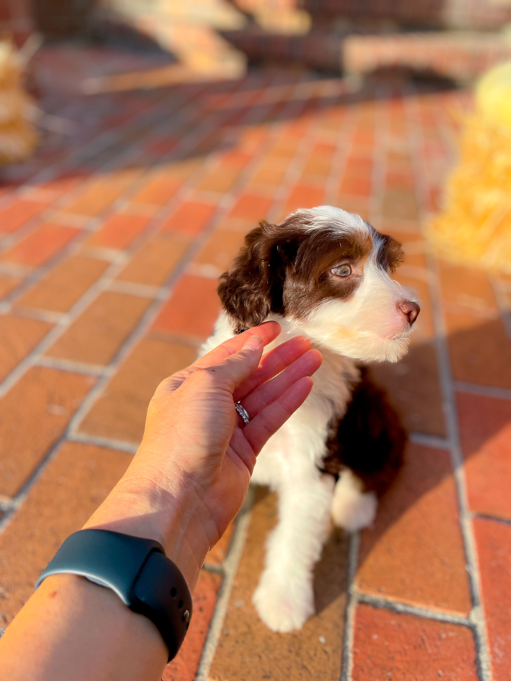 Cute Aussiechon Baby