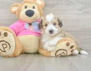 7 week old Aussiechon Puppy For Sale - Simply Southern Pups