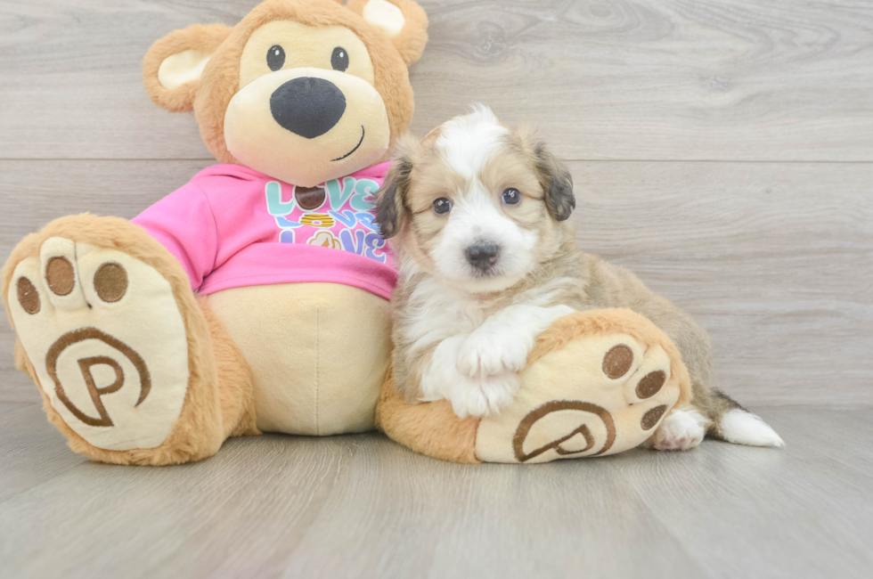 5 week old Aussiechon Puppy For Sale - Simply Southern Pups