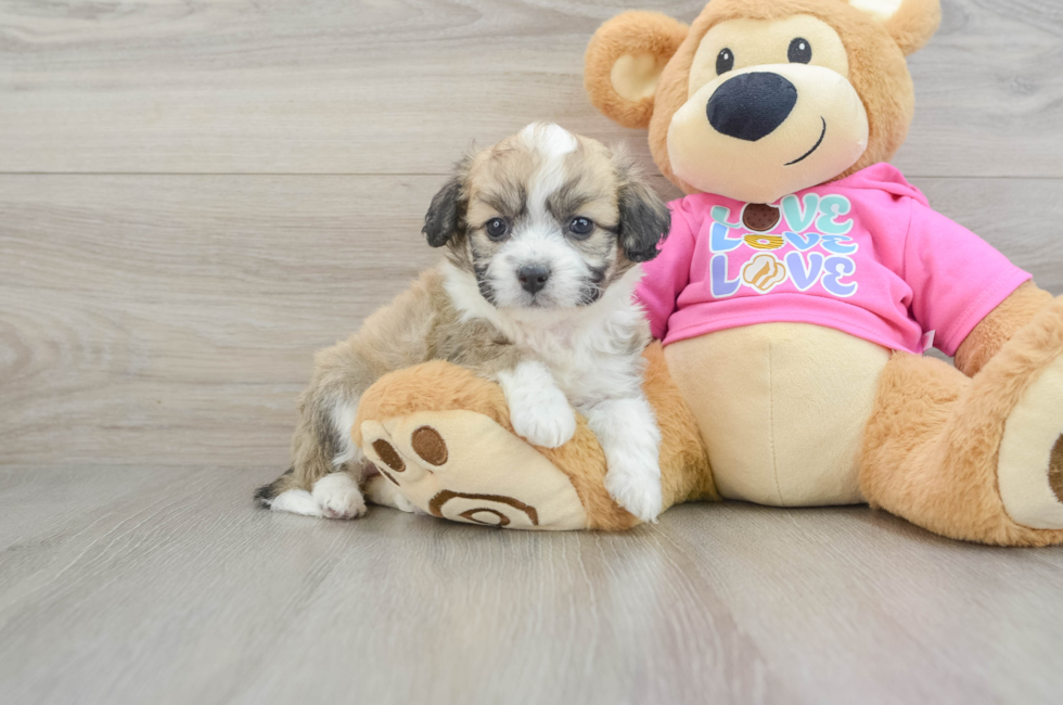 5 week old Aussiechon Puppy For Sale - Simply Southern Pups