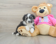 7 week old Aussiechon Puppy For Sale - Simply Southern Pups