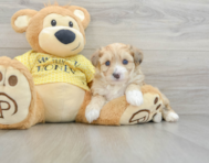 7 week old Aussiechon Puppy For Sale - Simply Southern Pups