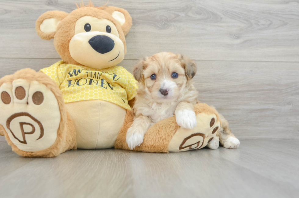 6 week old Aussiechon Puppy For Sale - Simply Southern Pups